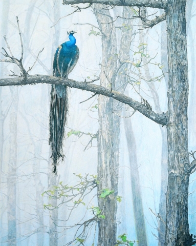 Peacock In Mist