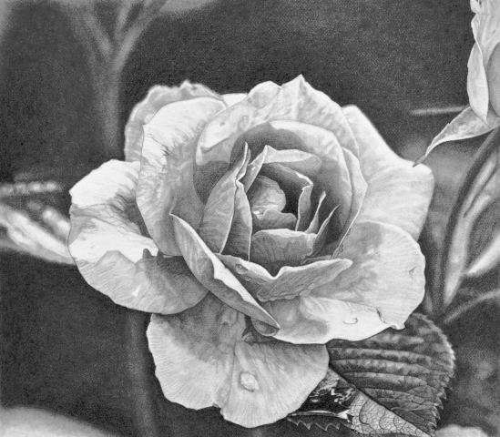 Black and white rose drawing made with graphite pencils.