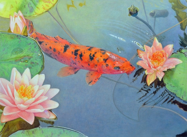 Koi fish swimming under the water lilies in the pond.