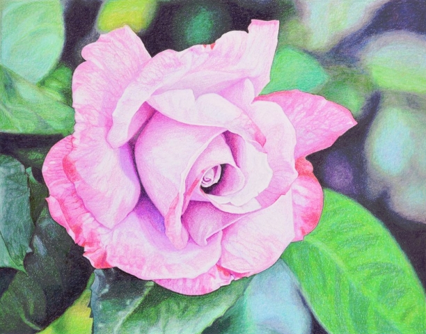 Lavender rose drawing